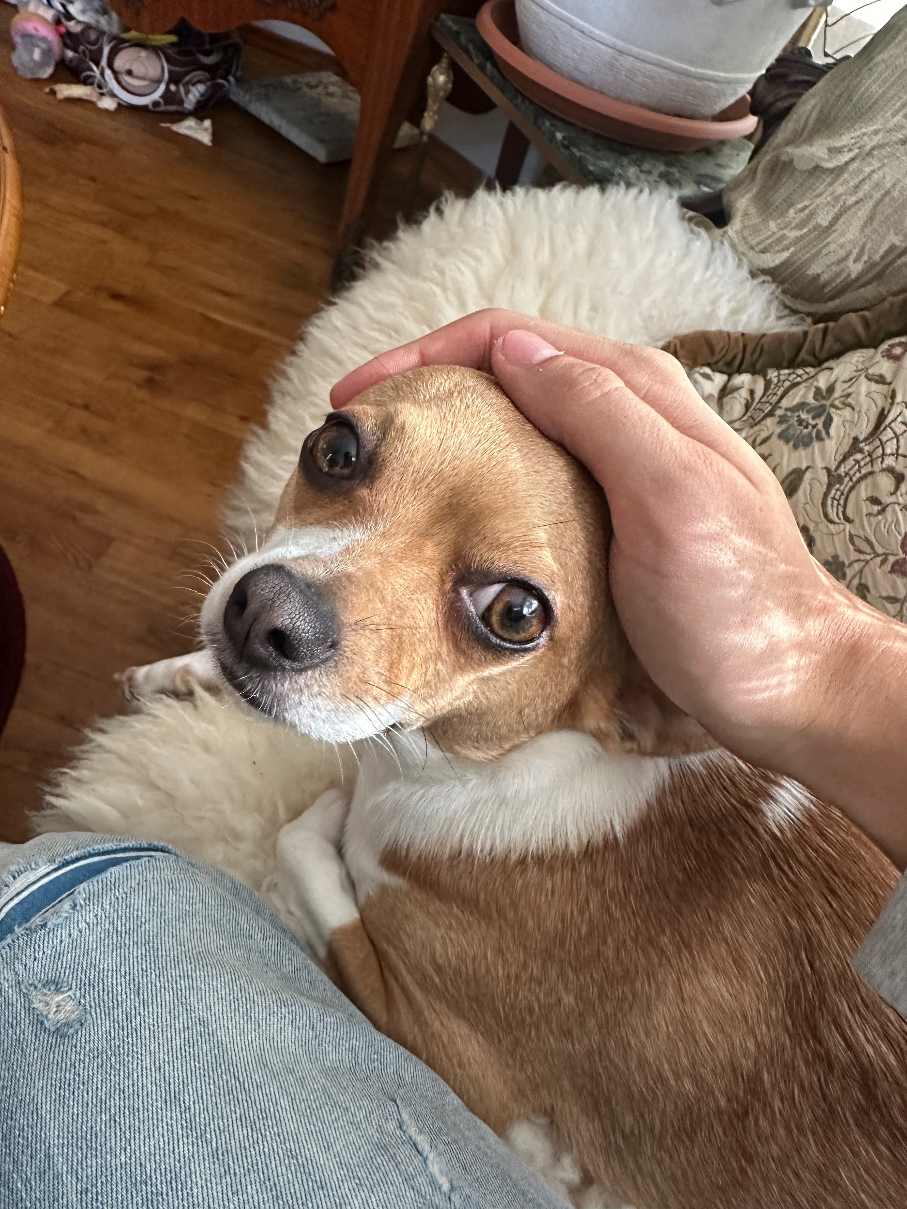 Dog Chica